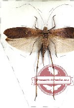 Orthoptera sp. 40 (A-)