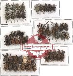 Scientific lot no. 58 Curculionidae (57 pcs) (25 pcs A2)