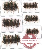 Scientific lot no. 60 (Chlaenius spp.) (29 pcs) (19 pcs A-,A2)