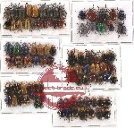 Scientific lot no. 66 Chrysomelidae (91 pcs)