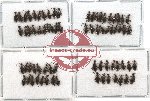 Anthicidae Scientific lot no. 5 (71 pcs)