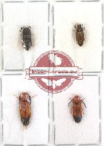 Scientific lot no. 12 Eucnemidae (4 pcs - 1 pc A2)