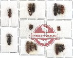 Scientific lot no. 13 Eucnemidae (18 pcs - 2 pcs A2)