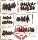 Scientific lot no. 58 Carabidae (48 pcs)