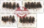 Scientific lot no. 61 Carabidae (21 pcs - 11 pcs A2)