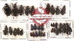 Scientific lot no. 62 Carabidae (34 pcs)