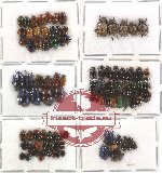 Scientific lot no. 63 Chrysomelidae (105 pcs)