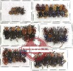 Scientific lot no. 64 Chrysomelidae (57 pcs A-, A2)