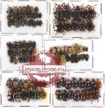 Scientific lot no. 62 Chrysomelidae (108 pcs)