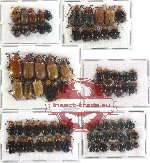 Scientific lot no. 65 Chrysomelidae (76 pcs)