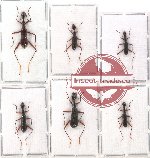 Scientific lot no. 1 Neocollyris sp. mix (6 pcs)