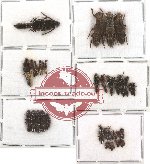 Scientific lot no. 10 Staphylinidae (36 pcs)