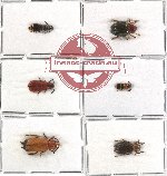 Scientific lot no. 18 Cleridae (6 pcs - 1 pc A2)