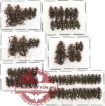 Helotidae Scientific lot no. 3 (73 pcs)