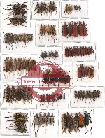Scientific lot no. 31 Cerambycidae MIX (110 pcs)