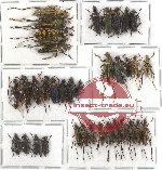 Scientific lot no. 28 Lepturini (37 pcs A-, A2)