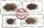 Scientific lot no. 60 Pentatomidae (4 pcs)