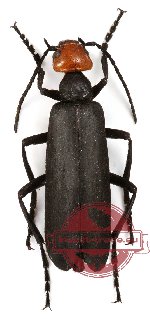 Epicauta sp. 1