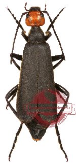 Epicauta sp. 2