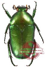Ischiopsopha (s.str.) vellalavellaensis (PARATYPES)