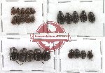 Scientific lot no. 72 Onthophagini (24 pcs)