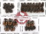 Scientific lot no. 75 Onthophagini (32 pcs)