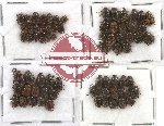 Scientific lot no. 83 Onthophagini (70 pcs)