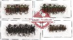 Scientific lot no. 64 Onthophagus (20 pcs) (A-, A2)