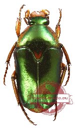 Lomaptera pusilla