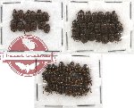 Scientific lot no. 80 Coprophaga (Onthophagini) (52 pcs)