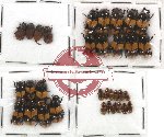 Scientific lot no. 60 Coprophaga (Aphodiini) (33 pcs)