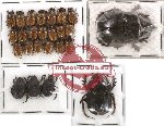 Scientific lot no. 50 Coprophaga (25 pcs)