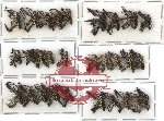 Scientific lot no. 53 Curculionidae (29 pcs)