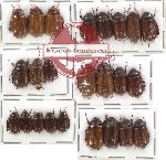 Scientific lot no. 16 Melolonthinae (24 pcs)