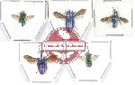 Chrysidae mix sp. (5 pcs)