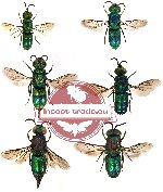 Chrysidae mix sp. (5 pcs)