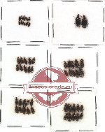 Scientific lot no. 66 Carabidae (52 pcs)