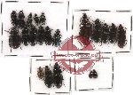 Scientific lot no. 64 Carabidae (21 pcs)