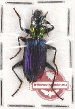 Scientific lot no. 61 Carabidae Catascopus sp. 24mm (1 pc A-)