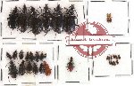 Scientific lot no. 63 Carabidae (35 pcs)