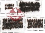 Scientific lot no. 72 Carabidae (100 pcs)