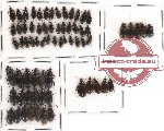 Scientific lot no. 67 Carabidae (69 pcs)