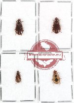 Scientific lot no. 76 Carabidae - Lebiinae (4 pcs)