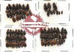 Scientific lot no. 62 Carabidae (80 pcs)