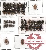 Scientific lot no. 84 Tenebrionidae (40 pcs)