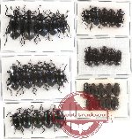 Scientific lot no. 58 Tenebrionidae (35 pcs)