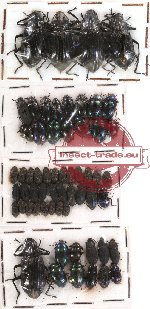 Scientific lot no. 61 Tenebrionidae (60 pcs)