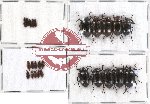 Scientific lot no. 53 Tenebrionidae (25 pcs)