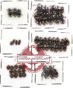 Scientific lot no. 66 Tenebrionidae (47 pcs)