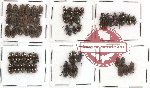 Scientific lot no. 65 Tenebrionidae (53 pcs)